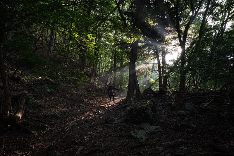 Bosque de Aokigahara (Japón)