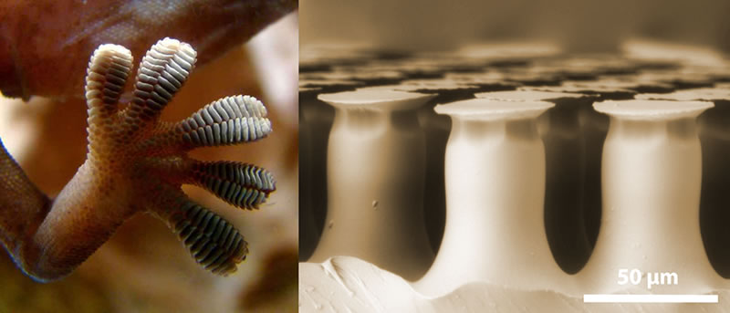 Adhesivos inspirados en el gecko