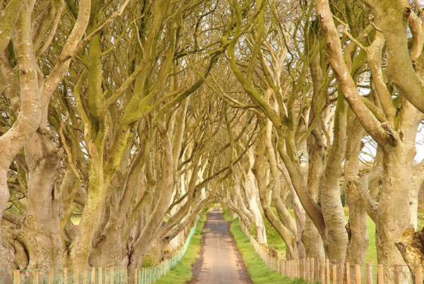 The Dark Hedges —Los setos oscuros— (Ballymoney, Irlanda del Norte)