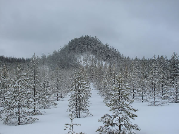 Tree Mountain —Montaña del Árbol— (Ylöjärvi, Finlandia)