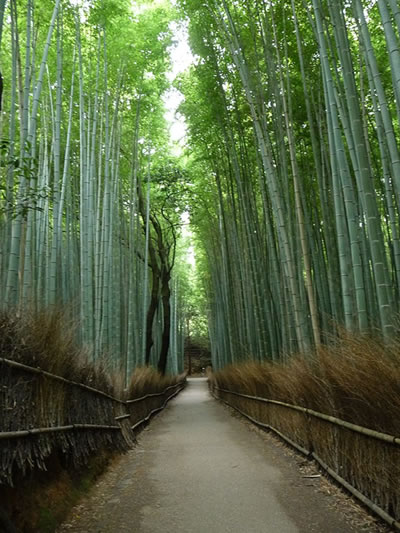 Bosque de bambú de Sagano (Kioto, Japón)