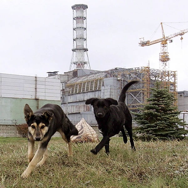 Los perros de Pripyat