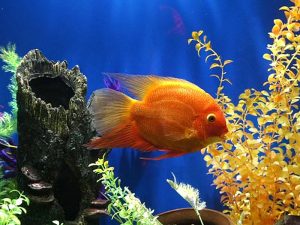 Cómo instalar una pecera