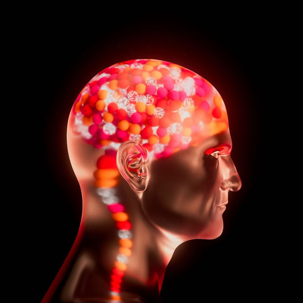 Según la neurociencia, la curiosidad intelectual estimula el aumento del conocimiento en el lóbulo temporal