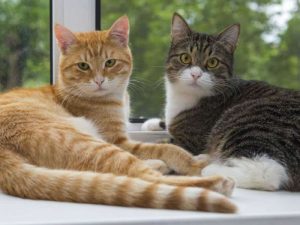 Ni fríos, ni traicioneros: en defensa de los gatos