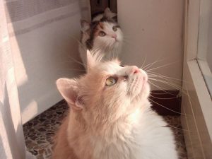 Entre perros y gatos te veas