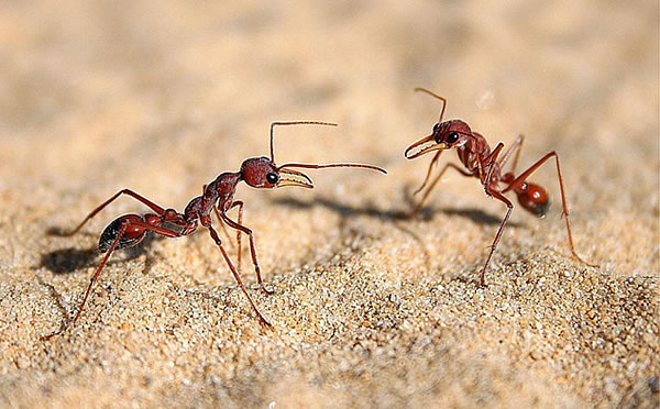 Hormigas comunicándose