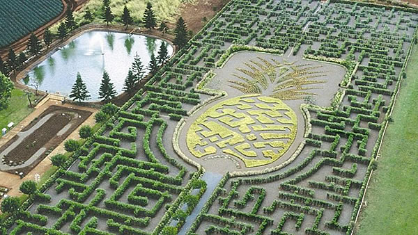 Laberinto frutal de la Plantación Dole