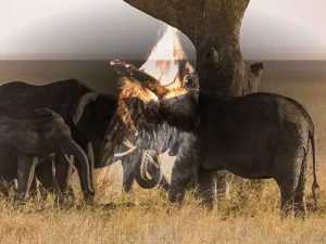 ¿Los animales entierran a sus muertos?