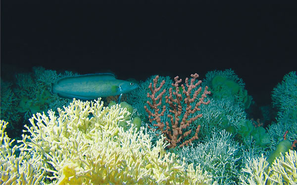 Corales de aguas profundas