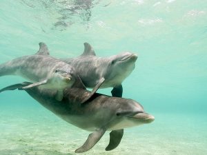 Nadar con delfines