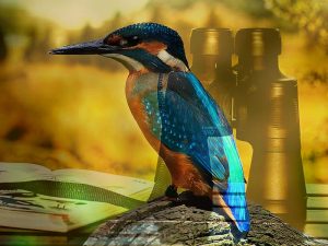 Cómo observar aves y hacerles un comedero