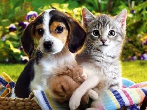 ¿Por qué nos gustan tanto los videos de perritos y gatitos en internet?